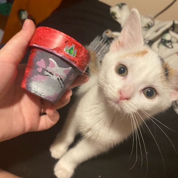 Meet Akari the Cresent Moon Calico😻🐾 - Picture 8 of 16